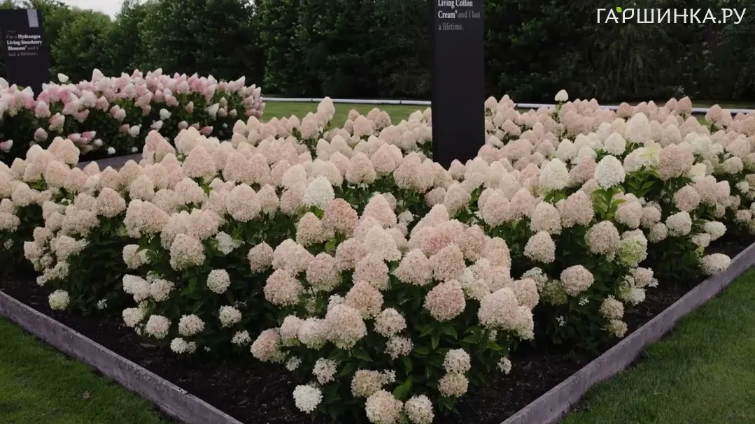 Гортензия Коттон крем (Хлопковый крем) метельчатая