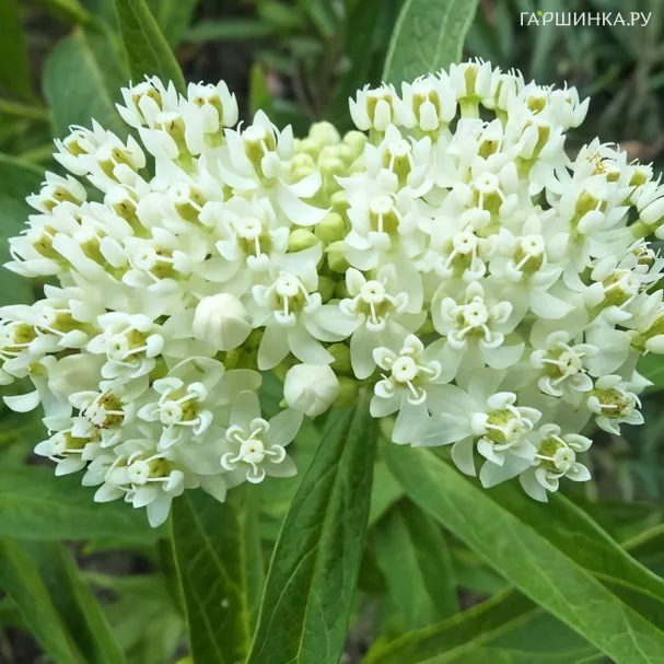 Ваточник Уайт Супериор