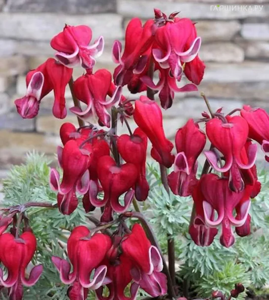 Дицентра красивая Бенинг Хартс