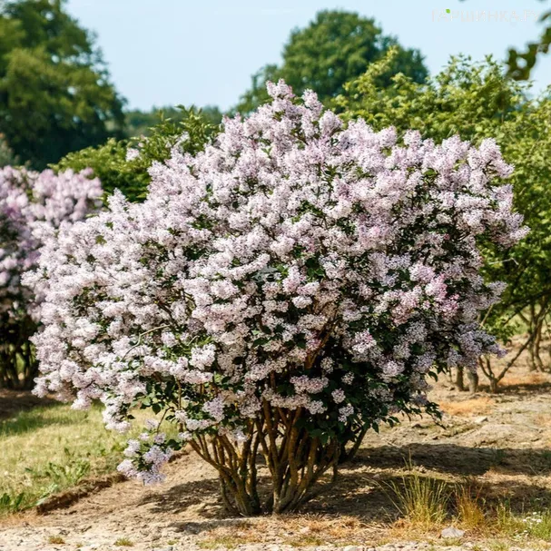 Сирень Мисс Ким