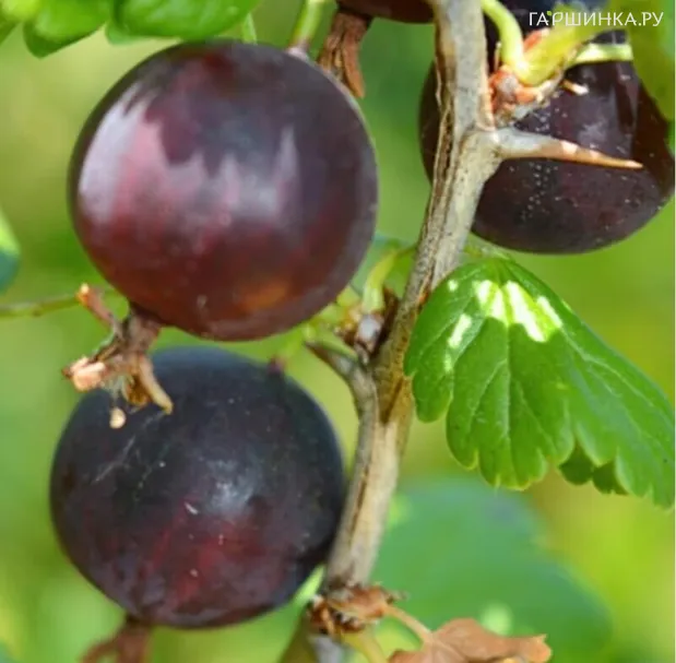 Крыжовник Черносливовый слабошипованный