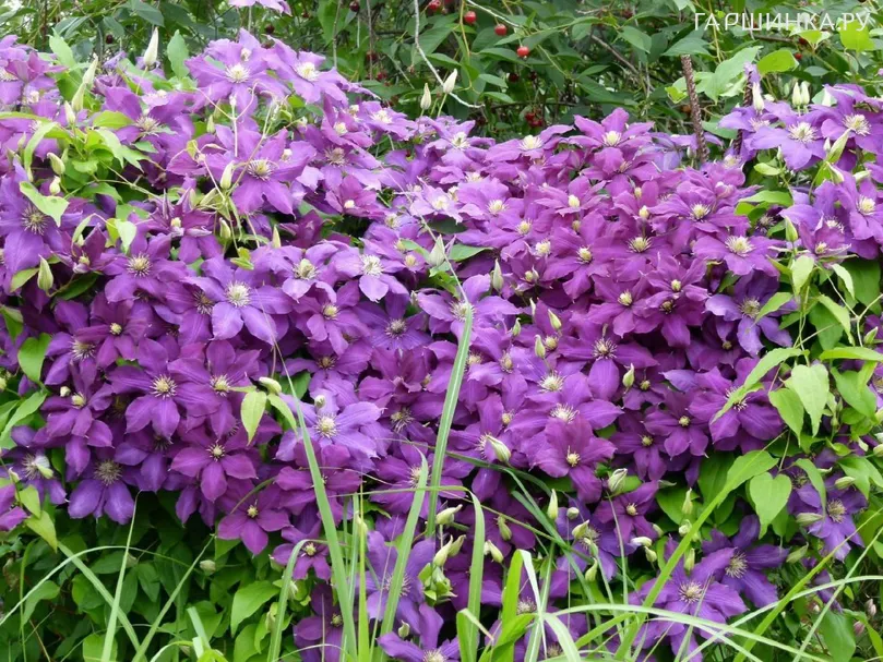 Клематис Лютер Бербанк крупноцветковый (3)