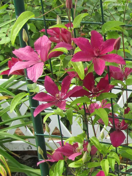 Клематис Рутель крупноцветковый (3)