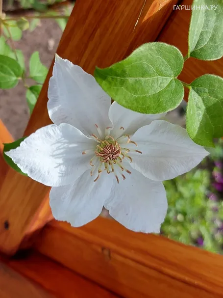 Клематис Дестини (Судьба) крупноцветковый (2)