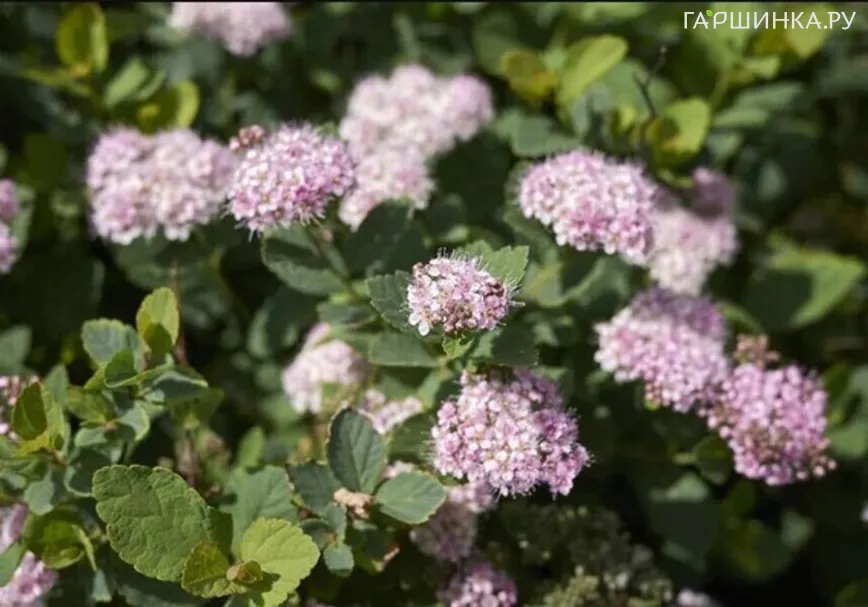 Спирея Пинк Спарклер