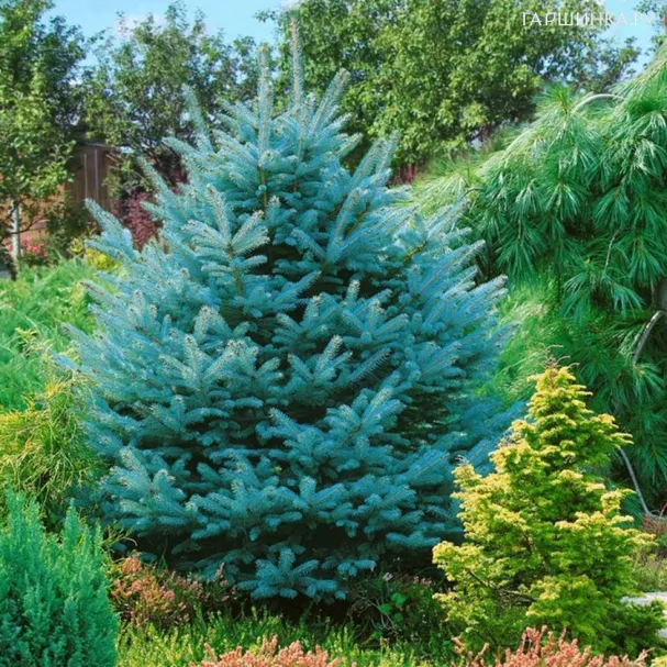 Ель колючая Супер Блю Сидлинг голубая