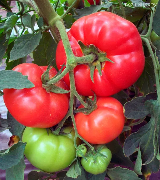 Томат Сахарная голова 20шт