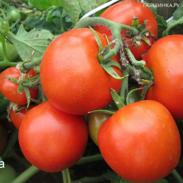 Томат Спиридоновский 20шт