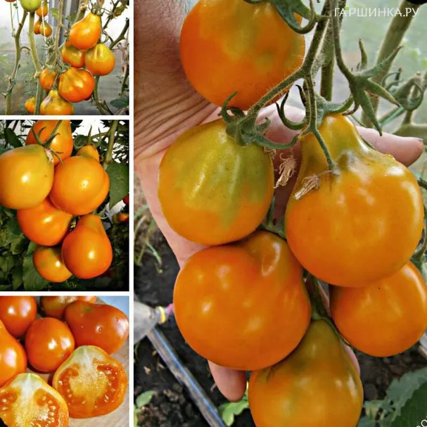 Томат Трюфель Желтый 20шт