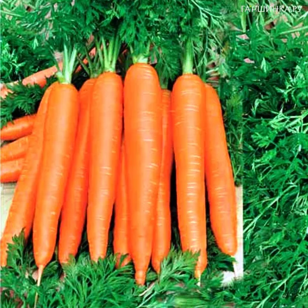 Морковь Лакомка сахарная F1
