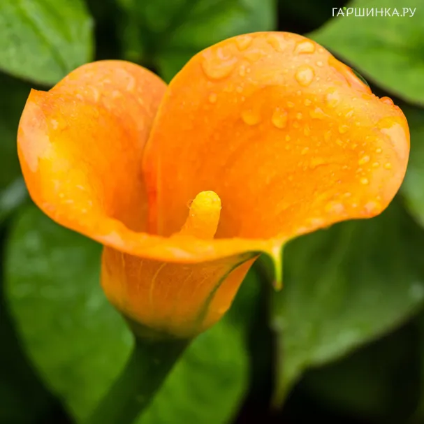 Калла Мерседес