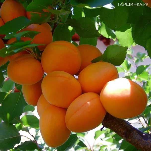 Абрикос Лель