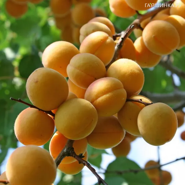 Абрикос Погремок