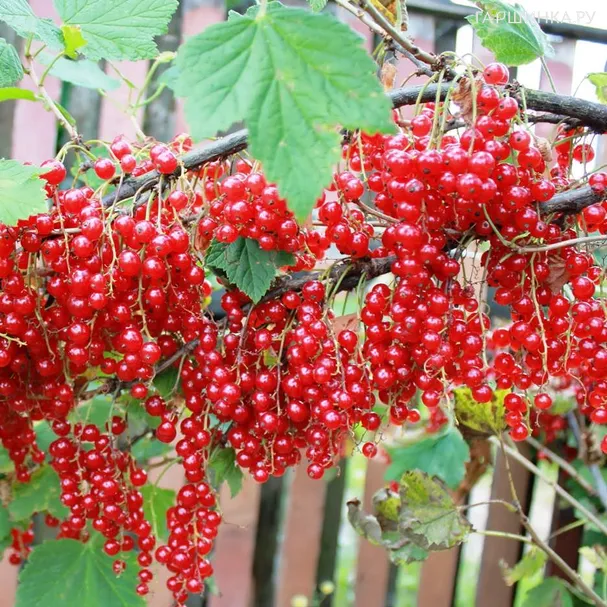 Смородина Константиновская (Память Смольяниновой) красная