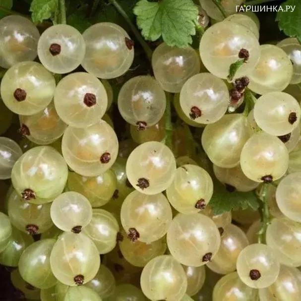 Смородина Смольяниновская белая