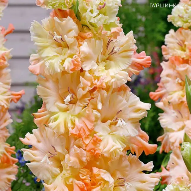 Гладиолус Сочи 5 шт.