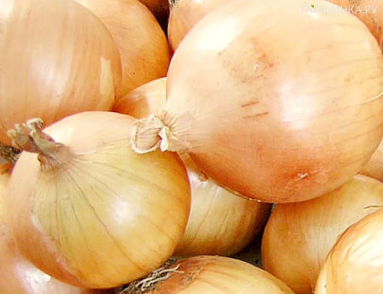 Лук Стригуновский местный репчатый 1 г, Семена Аэлита