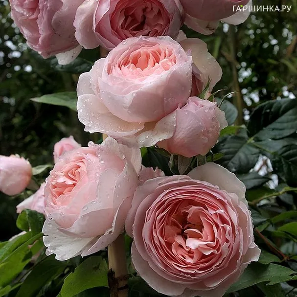 Роза Херитейдж, Д.Остин кустарниковая (лиц)