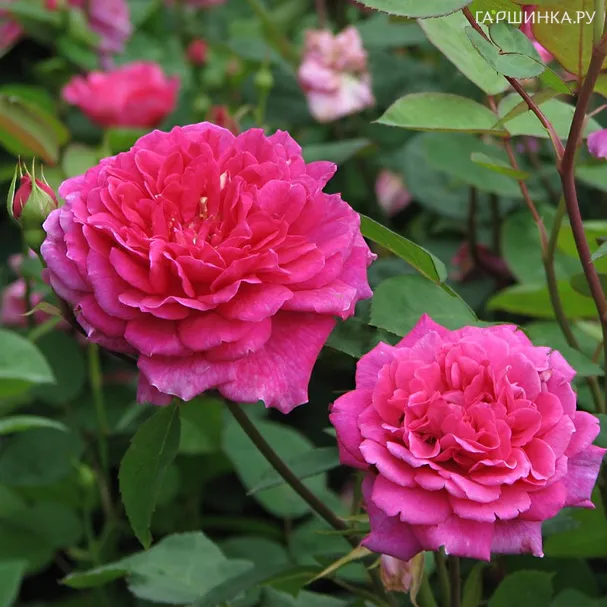 Роза Софи Роуз, Д.Остин кустарниковая (лиц)