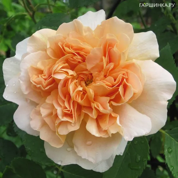 Роза Ти Клипер, Д.Остин кустарниковая (лиц)