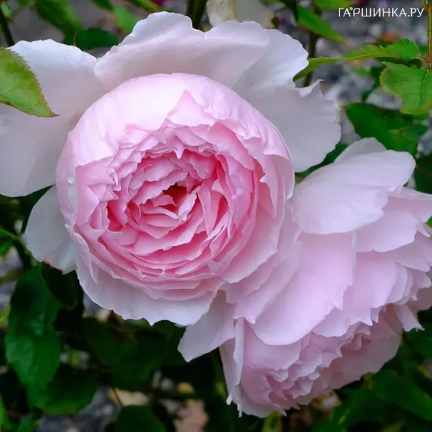 Роза Зе Веджвуд Роуз, Д.Остин кустарниковая (лиц)