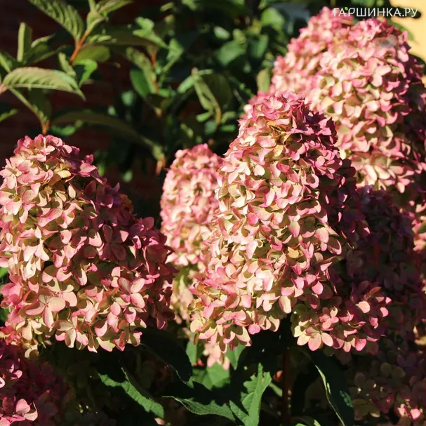 Гортензия Мэджикал Кэндл (Волшебная свеча) метельчатая