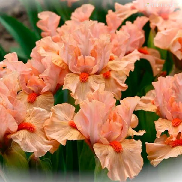 Ирис Джойфул Лав