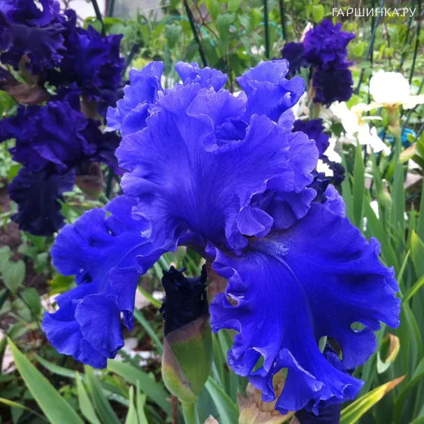 Ирис Опен Си