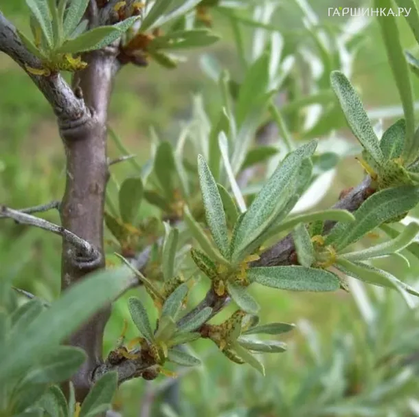 Облепиха Гном мужская