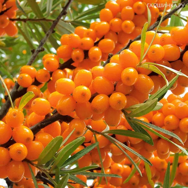 Облепиха Джемовая женская