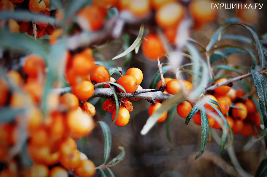 Облепиха Сударушка женская