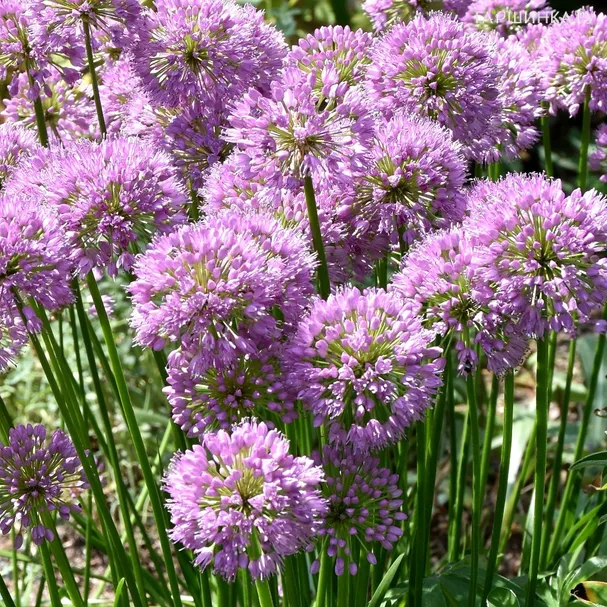 Лук Милленниум