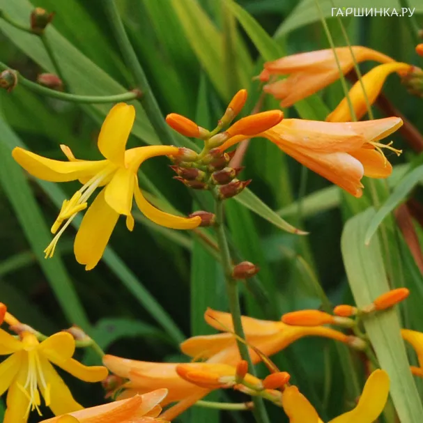 Крокосмия (монтбреция) Вояджер 5шт