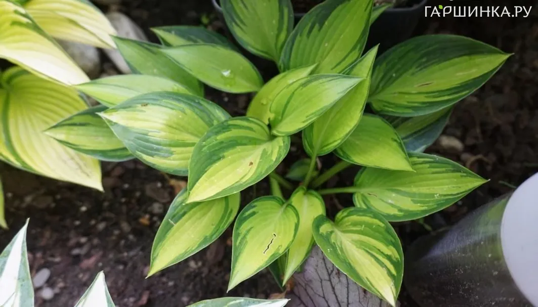 Хоста Аиша (SM)