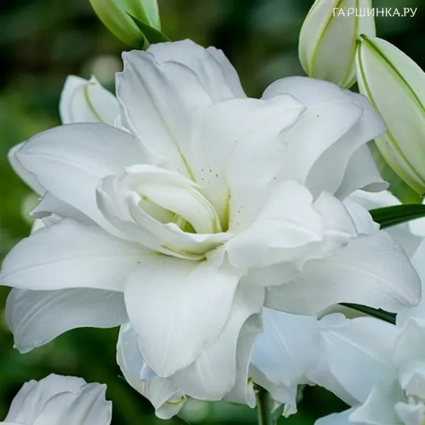 Лилия Лотус Пьюр восточная махровая