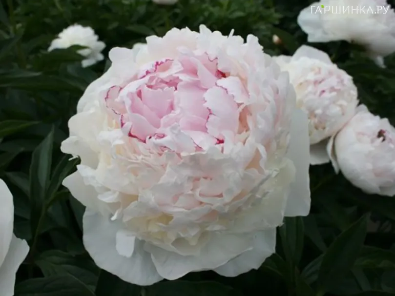 Пион Мадам де Верневилль