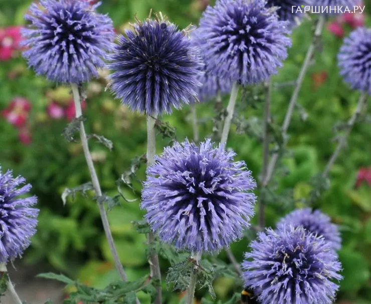 Мордовник Блу Глоу