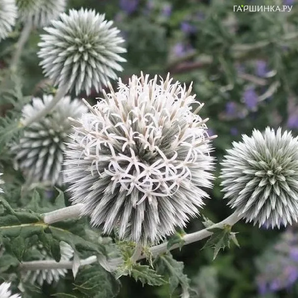 Мордовник Гмелина Сноу Кинг