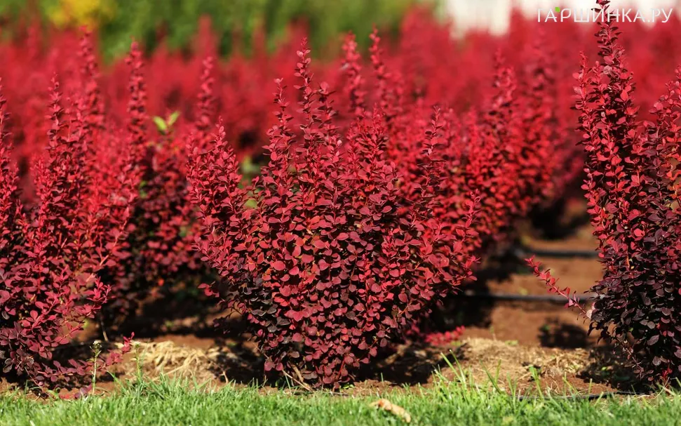 Живая изгородь: Барбарис Оранж Рокет 10шт