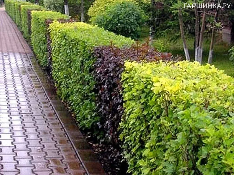 Живая изгородь: Пузыреплодник Диабло 5шт + Лютэус 5шт