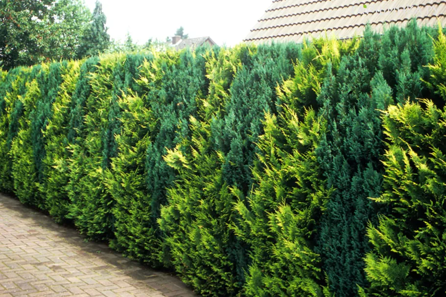 Живая изгородь: Кипарисовик Лавсона Ивонне 5 шт + Лавсона Эллвудз 5 шт