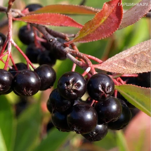 Черноплодная рябина (Арония) Неро