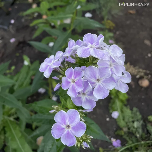 Флокс Миниатюра