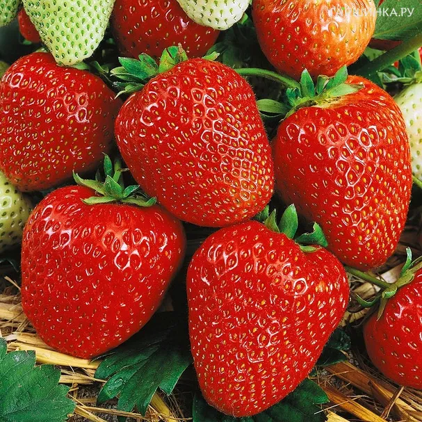 Клубника Вима Рина ремонтантная крупноплодная сладкая с кислинкой