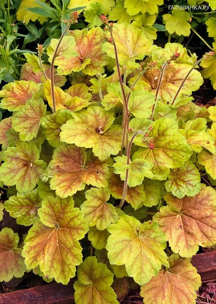 Гейхера Миракл