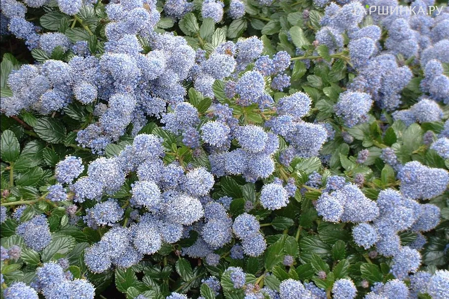 Краснокоренник Репенс