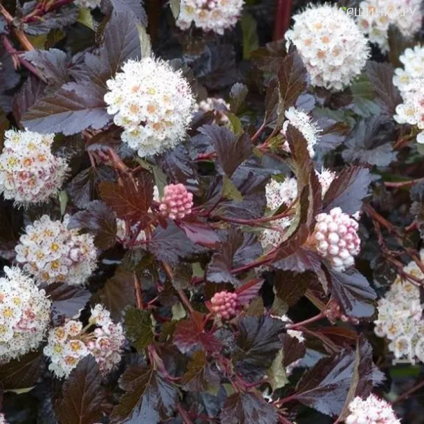 Пузыреплодник Миднайт