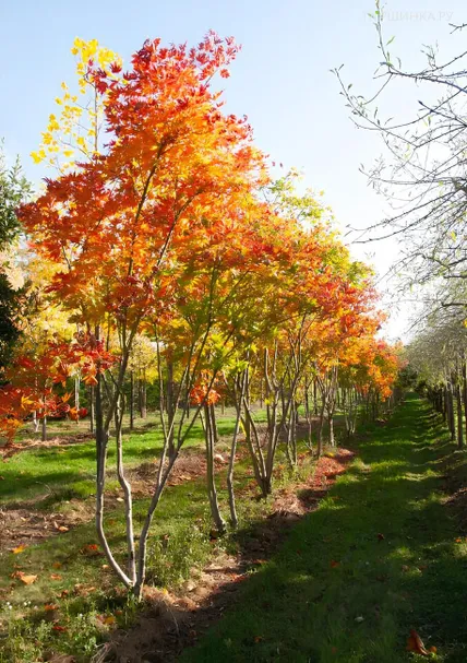 Клен Батерфляй