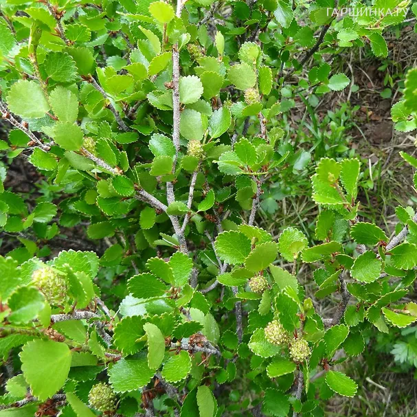 Береза карликовая