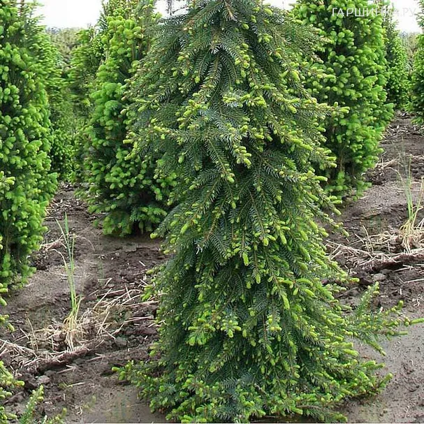 Ель сербская Пендула